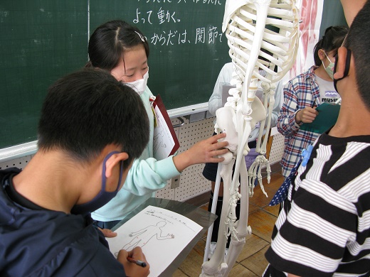 骨格模型で学んだよ 4年生 磐田市立青城小学校