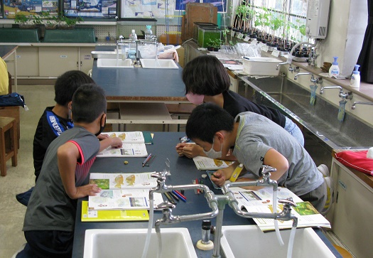 メダカのオス メスを見分けよう ５年 磐田市立青城小学校